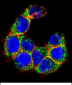 MUC20 Antibody (C-term)